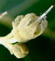   Calyx with pistil ( with bifid stigma)
